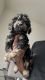 YorkiePoo Puppies for sale in Cherry Hill, NJ, USA. price: $1,500