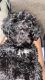 YorkiePoo Puppies for sale in Cherry Hill, NJ, USA. price: NA