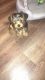 YorkiePoo Puppies for sale in Darlington, SC 29532, USA. price: $1,500