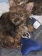 YorkiePoo Puppies for sale in Hollywood, FL, USA. price: $2,000