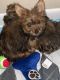 YorkiePoo Puppies for sale in Weston, FL, USA. price: $1,700