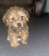 YorkiePoo Puppies for sale in Raleigh, NC, USA. price: $1,500