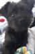 YorkiePoo Puppies for sale in Redford Charter Twp, MI, USA. price: $300