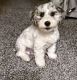 YorkiePoo Puppies for sale in Fort Wayne, IN, USA. price: NA