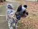 YorkiePoo Puppies for sale in Atlanta, GA, USA. price: $1,600