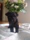 YorkiePoo Puppies for sale in Albany, OR 97321, USA. price: $1,500