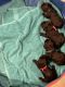 YorkiePoo Puppies for sale in Tifton, GA, USA. price: $1,000