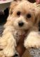 YorkiePoo Puppies for sale in Raleigh, NC, USA. price: $1,000