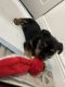 YorkiePoo Puppies for sale in Royal Palm Beach, FL, USA. price: $1,000
