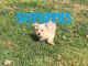 YorkiePoo Puppies for sale in Medford, OR, USA. price: $1,200