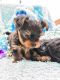 YorkiePoo Puppies for sale in Jefferson St, Miami, FL 33133, USA. price: $600
