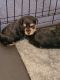 YorkiePoo Puppies for sale in Dublin, GA 31021, USA. price: $850