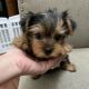 YorkiePoo Puppies for sale in Hollywood, Los Angeles, CA, USA. price: NA