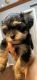YorkiePoo Puppies for sale in Boerne, TX 78006, USA. price: $150