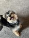 YorkiePoo Puppies for sale in New Bedford, MA, USA. price: $600