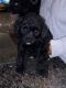YorkiePoo Puppies for sale in Pace, FL 32571, USA. price: $750