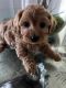 YorkiePoo Puppies for sale in Arlington, TX, USA. price: $2,500