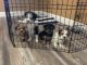 YorkiePoo Puppies for sale in Orange Park, FL 32003, USA. price: NA