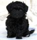 YorkiePoo Puppies for sale in Greenville, SC, USA. price: $1,800