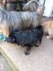 YorkiePoo Puppies for sale in Chipley, FL 32428, USA. price: NA