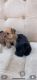 YorkiePoo Puppies for sale in Jurupa Valley, CA 91752, USA. price: NA