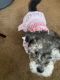 YorkiePoo Puppies for sale in Redford Charter Twp, MI, USA. price: $2,650