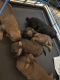 YorkiePoo Puppies for sale in Baton Rouge, LA 70815, USA. price: $15,001,800