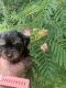 YorkiePoo Puppies for sale in Florence, SC, USA. price: $2,400
