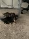 YorkiePoo Puppies for sale in San Antonio, TX, USA. price: $600
