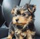 YorkiePoo Puppies for sale in Elgin, IL, USA. price: $300