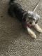 YorkiePoo Puppies for sale in Charlotte, NC 28213, USA. price: $500