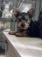 YorkiePoo Puppies for sale in Palmdale, CA, USA. price: NA