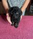 YorkiePoo Puppies for sale in Ontario, CA, USA. price: $650