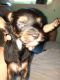 YorkiePoo Puppies for sale in Elkin, NC, USA. price: NA