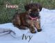 YorkiePoo Puppies for sale in Warsaw, IN, USA. price: NA