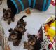 YorkiePoo Puppies for sale in Lake Charles, LA, USA. price: NA
