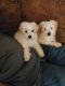 YorkiePoo Puppies for sale in Dublin, GA 31021, USA. price: $800