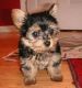 YorkiePoo Puppies for sale in Denton, TX, USA. price: NA