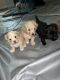 YorkiePoo Puppies for sale in Augusta, GA, USA. price: NA