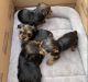 YorkiePoo Puppies for sale in Crescent City, CA, USA. price: NA