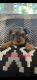YorkiePoo Puppies for sale in 123 Stewart St, Rushsylvania, OH 43347, USA. price: NA