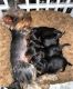 YorkiePoo Puppies for sale in NJ-18, East Brunswick, NJ, USA. price: $1,200