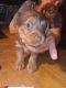 YorkiePoo Puppies for sale in State Hwy 48, Castle, OK, USA. price: $500