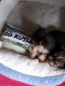 YorkiePoo Puppies for sale in Peoria Heights, IL, USA. price: NA
