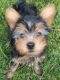 YorkiePoo Puppies for sale in St. Louis, MO, USA. price: NA