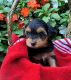 YorkiePoo Puppies for sale in Newaygo, MI 49337, USA. price: NA