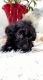 YorkiePoo Puppies for sale in Justice, IL, USA. price: $1,000