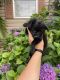 YorkiePoo Puppies for sale in Anderson, SC 29626, USA. price: NA