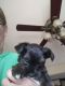 YorkiePoo Puppies for sale in Lake Crystal, MN 56055, USA. price: NA