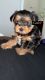 YorkiePoo Puppies for sale in McDonough, GA 30252, USA. price: $1,900